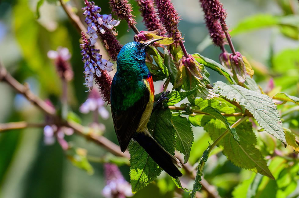 Guide to Bird Watching in East Africa