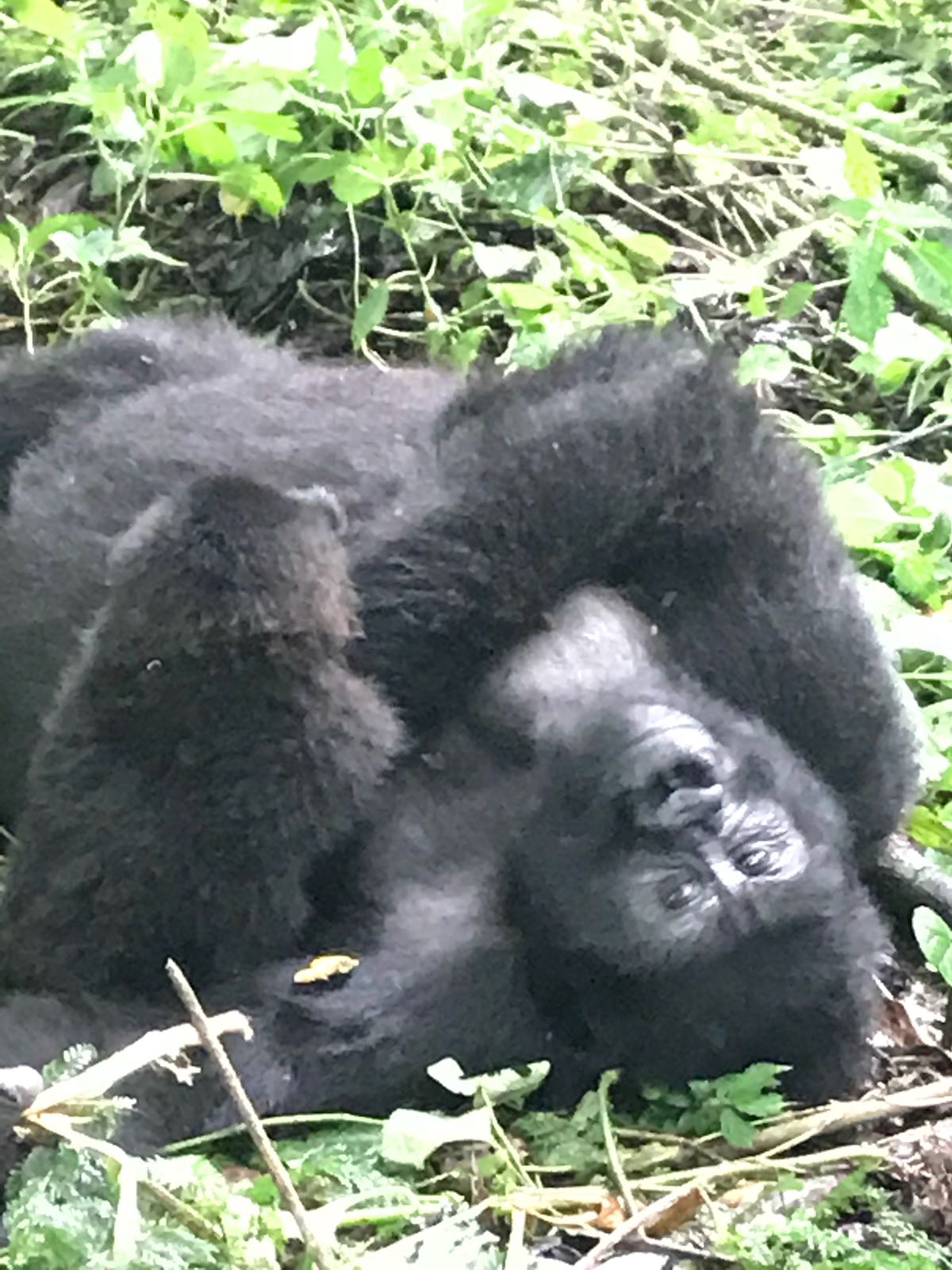 Double Gorilla Trek in Rwanda Uganda