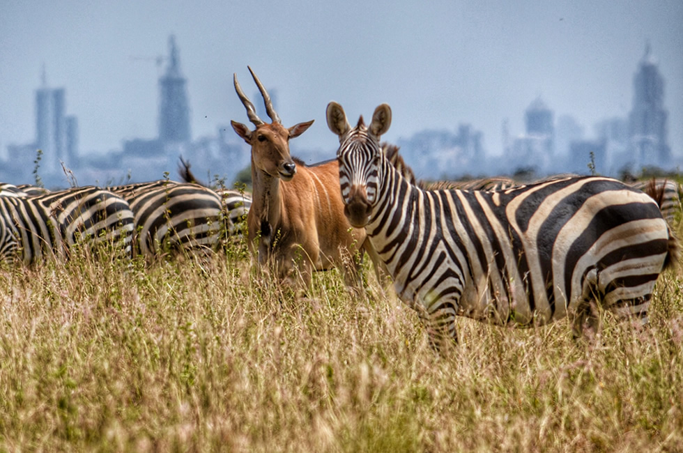 Nairobi National Park